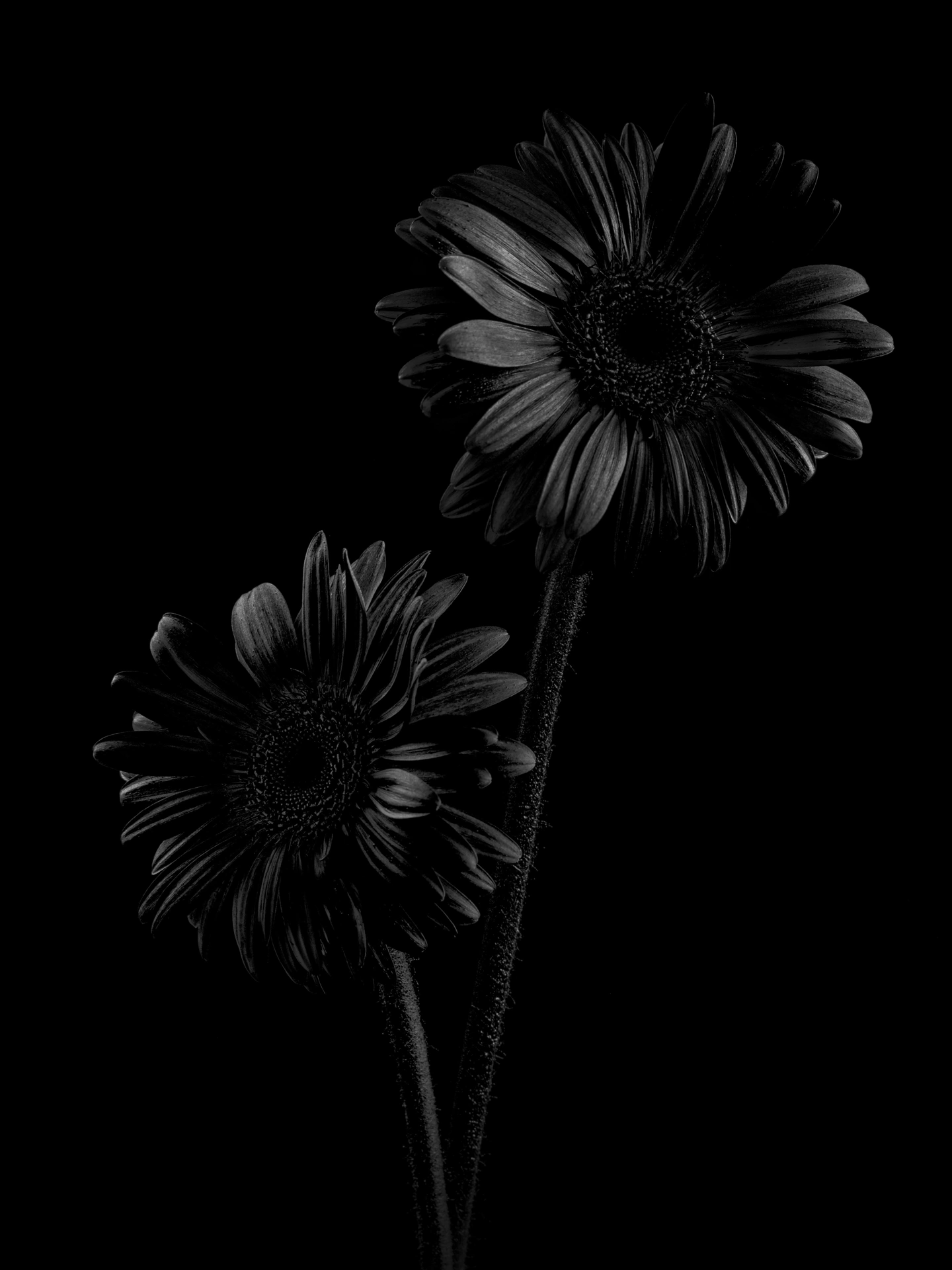 miguel_monasterio_fotografía_still life_12