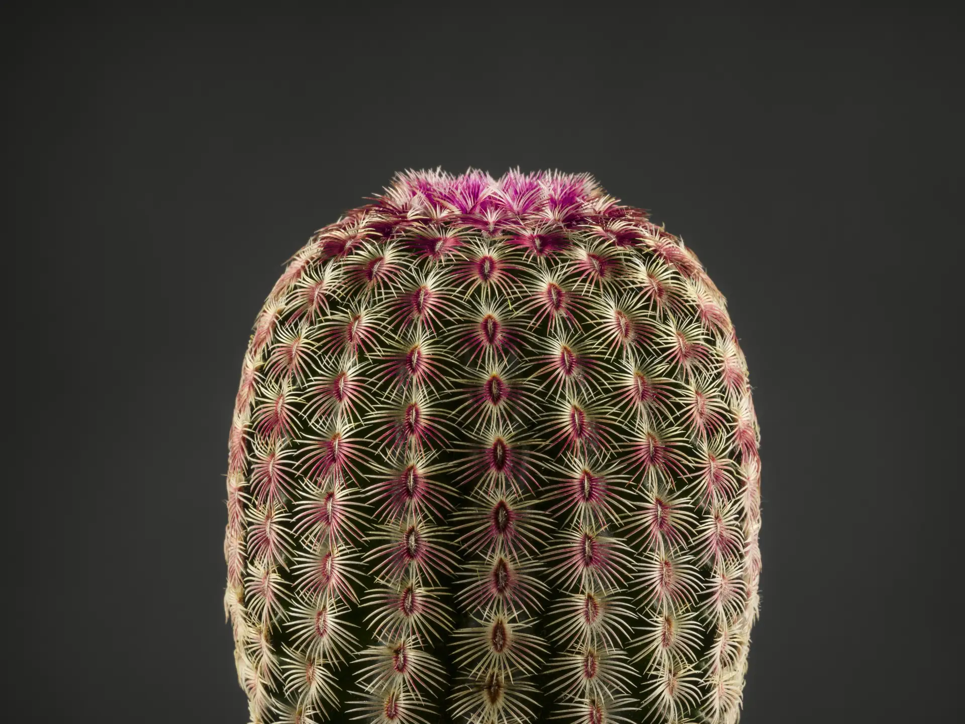 miguel_monasterio_fotografía_still life_23