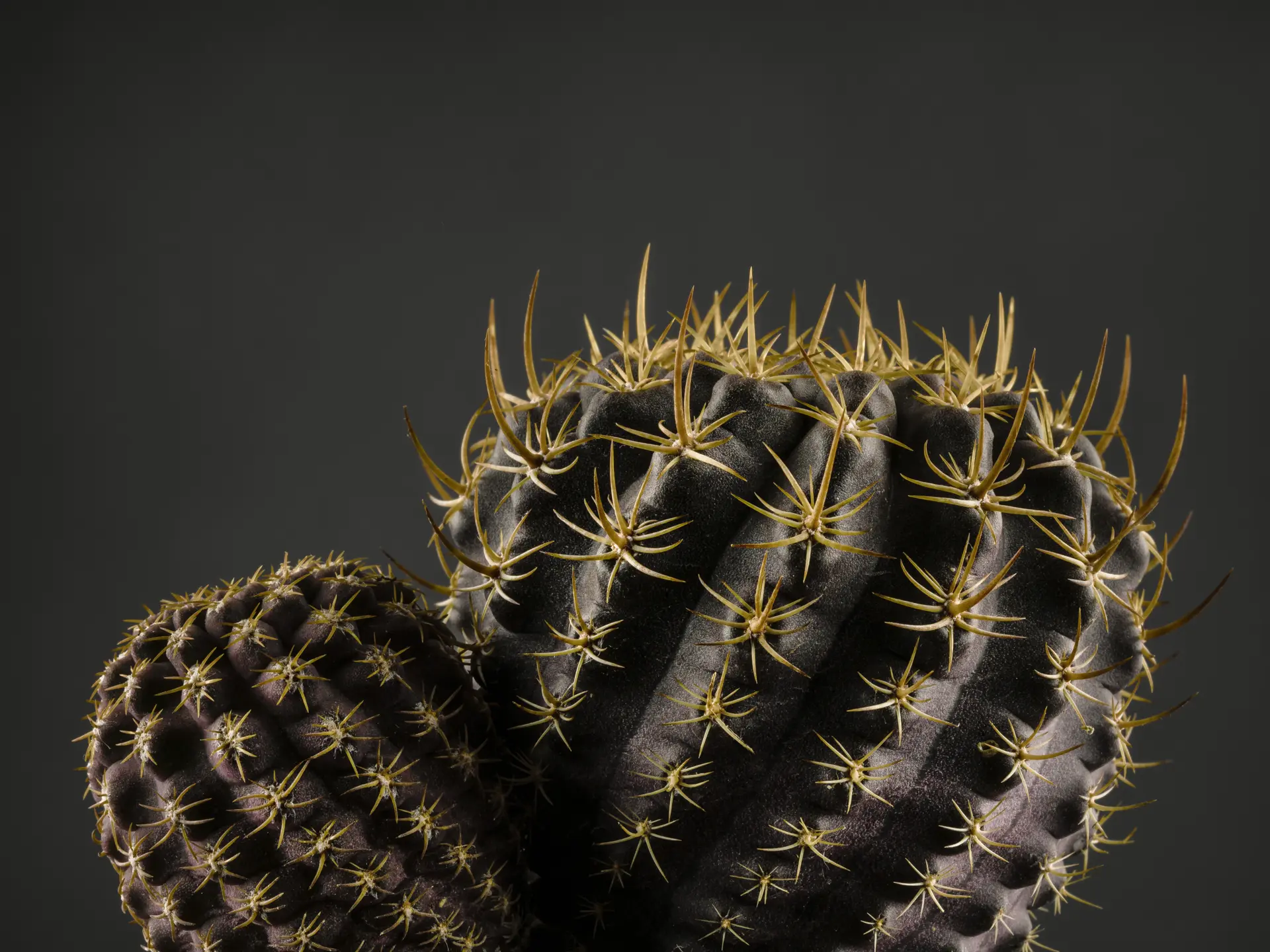miguel_monasterio_fotografía_still life_24